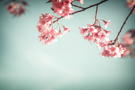 美丽的樱花树花