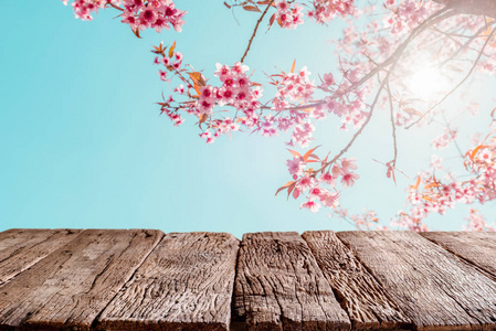 美丽的樱花树花图片