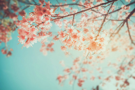 美丽的樱花树花图片