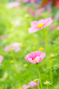 在公园里，美丽的波斯菊花海粉色的花朵在院子