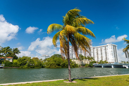 棕榈树和建筑物的迈阿密海滩佛罗里达州，美国