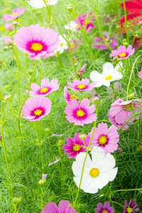 粉红色的宇宙花雏菊在花园里开花