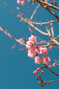 美丽 粉红色 白色 樱花花树分支与蓝蓝的天空，喜马拉雅山的野樱桃树 樱花的花园里。自然的冬天春天背景。复古复古时髦颜色