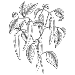 布什胡椒图片-布什胡椒素材-布什胡椒插画-摄图新视界