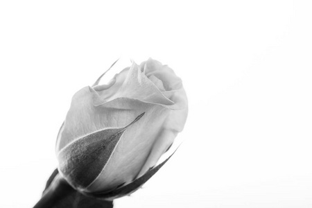 在普通的白色背景上的精致玫瑰