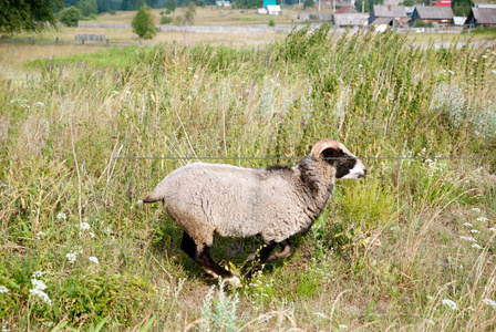 在大自然中放牧的羊