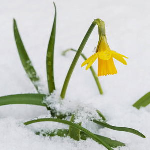 从雪春节水仙开花