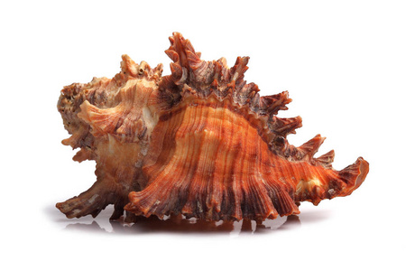 海贝壳上白色隔离
