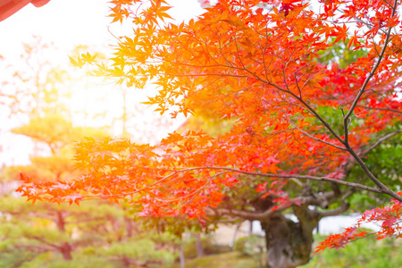 日本秋季在晨曦中的美丽的红枫叶落叶