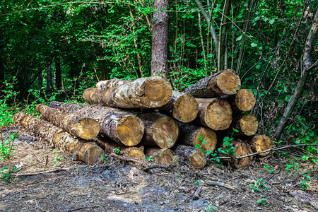 木材中的木材原木