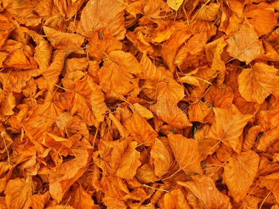 秋日公园地面，枯黄的石灰树叶，五颜六色的树叶