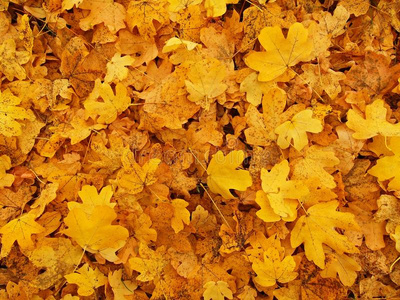 秋天的公园地面上有干的黄橙色的枫叶，五颜六色的叶子
