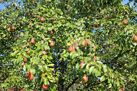 树枝上结着许多红梨子