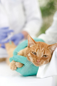 兽医准备检查一只小猫