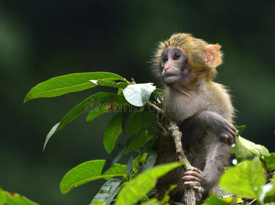 可爱的小猴子吃树叶图片