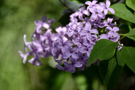 从丁香花的细节