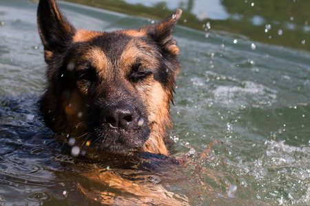 在夏季的一天在水中游泳的德国牧羊犬