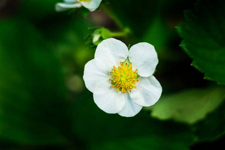 白花草莓 草莓花和叶子，草莓的种植，在花园里，关闭的年轻草莓植物的一朵花在一个阳光明媚的蔬菜园