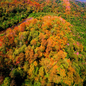 秋天的树林的鸟瞰图