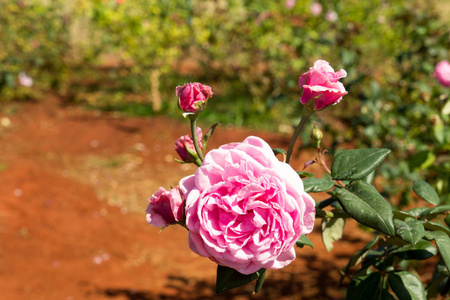 美丽的粉红玫瑰背景
