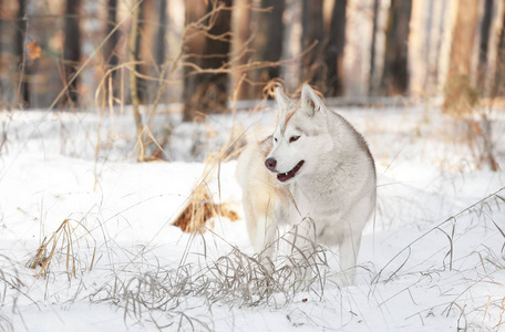 西伯利亚雪橇犬在冬季公园