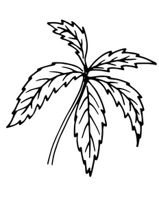 植物的叶子。手绘图和计算机处理