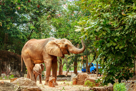 非洲大象在动物园