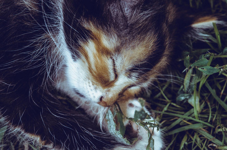 美丽可爱的黑色和红色的猫睡在草地上