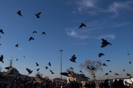 灰鸽子成群地生活在大中城市环境
