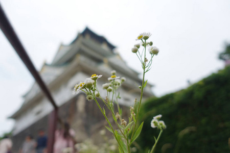 多彩的草花路边人行道之间旅行