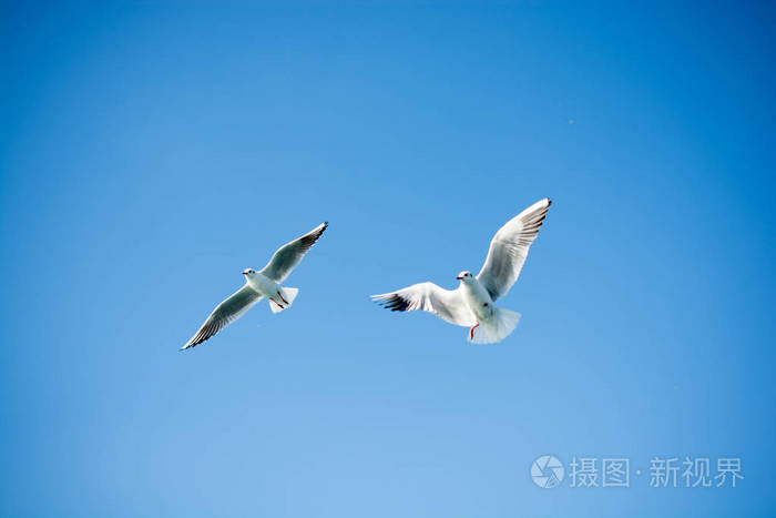 双的海域在天空中飞过的海鸥