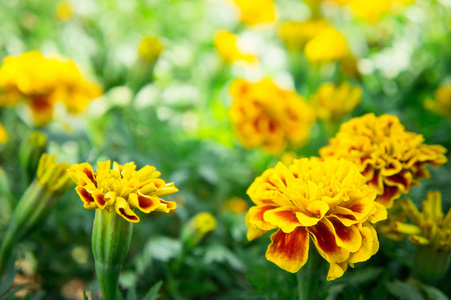 万寿菊鲜花在公园里，在花园里的花黄色