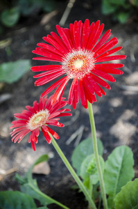 格贝拉红花