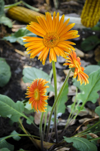 格贝拉橙花