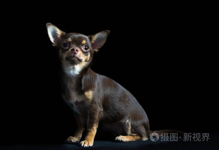 在黑色背景中的少多花吉娃娃