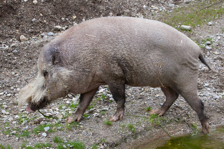 婆罗洲具髯毛的猪