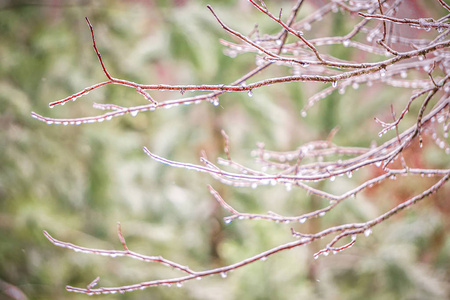 冬季风暴过后被冰覆盖的树枝