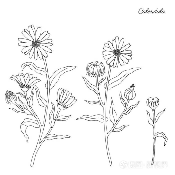 白色的背景下,一个孤立的金盏菊花卉植物手画的涂鸦素描万寿菊,矢量