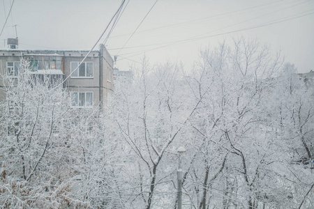 雪盖的树