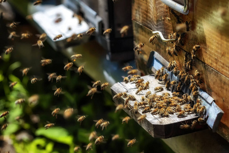 与蜜蜂飞来飞去到着陆板在 g 的一个养蜂场的蜂巢