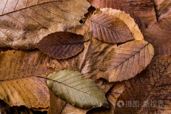 干树叶表现出色在其他叶子作为秋天背景