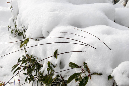 白色的冬天背景与雪枝