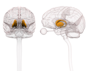 基底神经节解剖大脑3d 图