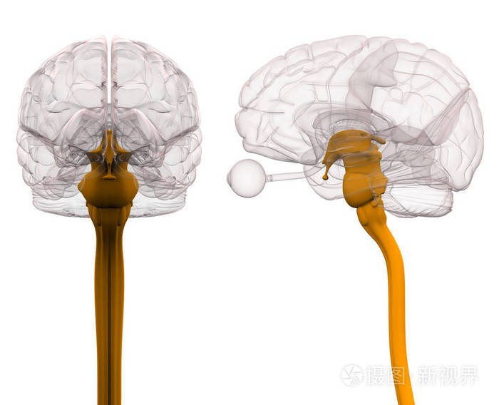 脊髓损伤后大脑解剖-3d 图