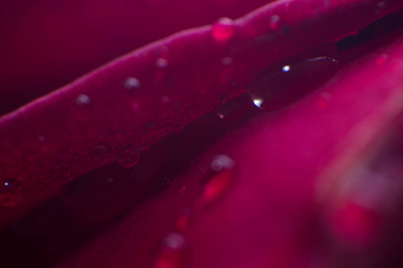 象征着爱情和浪漫情怀红色玫瑰花瓣宏图片用水下降