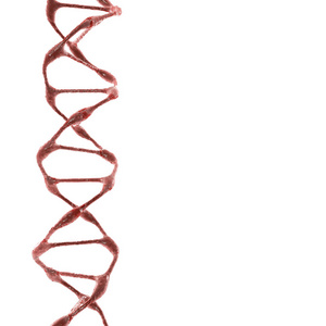 有机的 Dna 分子白色背景