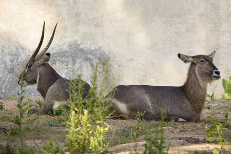 图像的羚羊放松自然背景上。野生动物