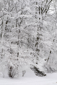 在乌克兰利沃夫的高城堡上的冬季树木与雪