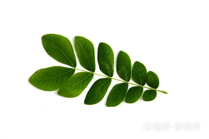 孤立在白色背景上的叶子