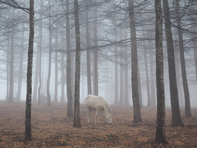 马在雾林